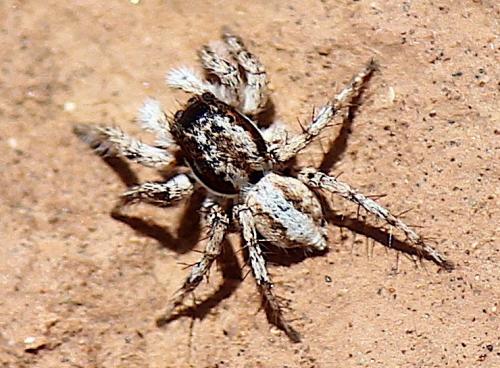 Aelurillus sp.